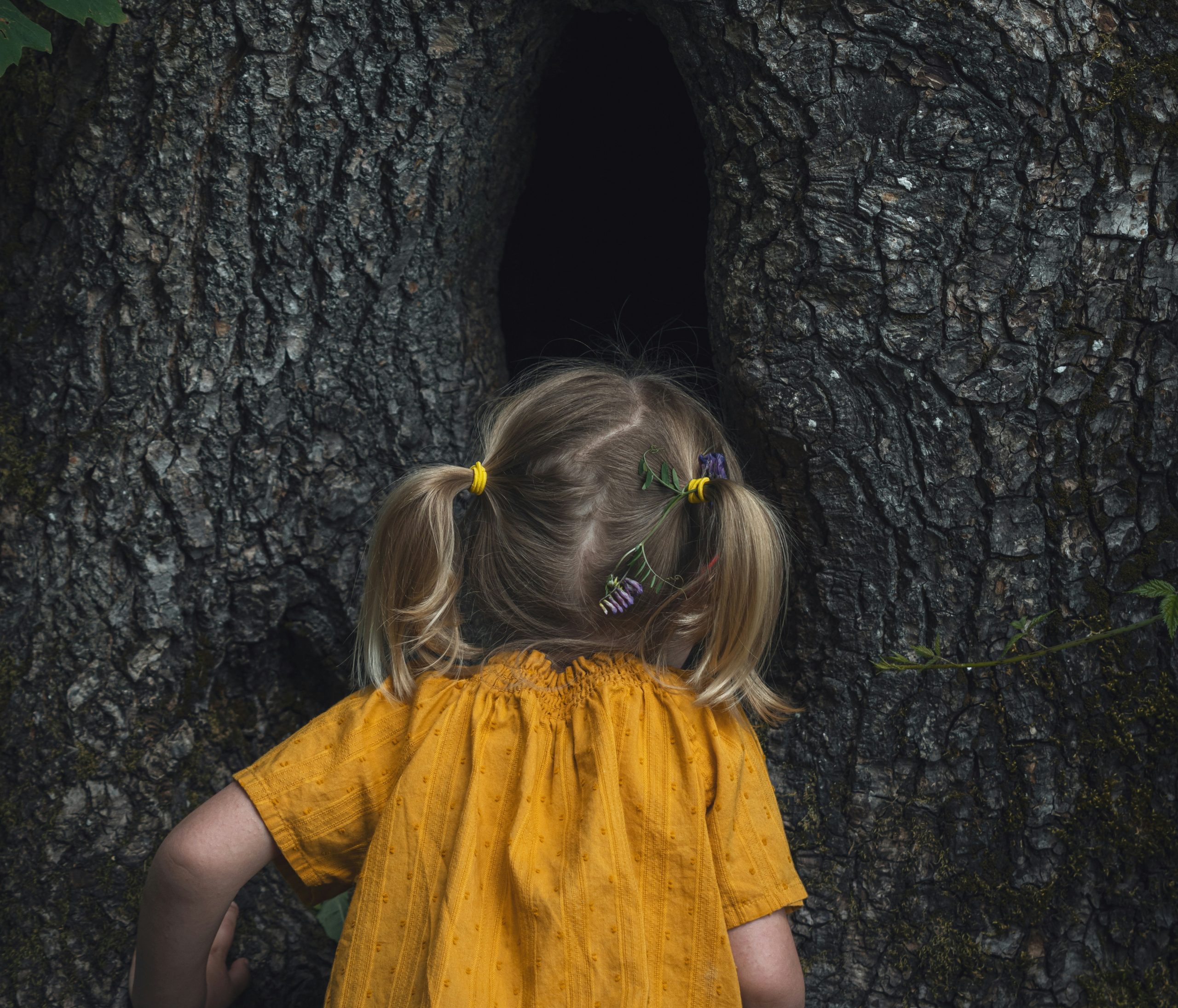 laura-nyhuis-girl-looking-inside-tree Young girl looking inside a tree